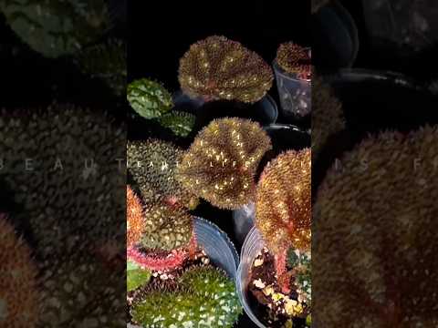 🌿Begonia kui