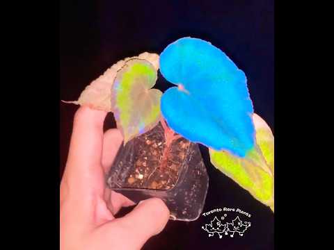 💙 Begonia pavonina hybrid