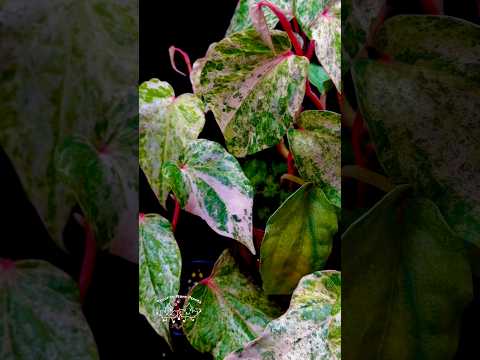 🌸New Variegated Piper Ornatum Pink