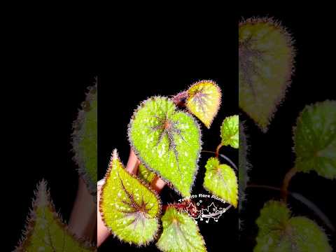 🌿Begonia ’Morning Dew‘