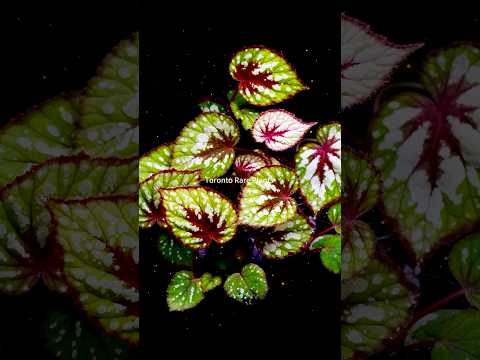 🍵 Begonia ‘Matcha Chocolate’