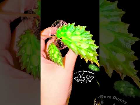 🌿Begonia sp. Mantuk