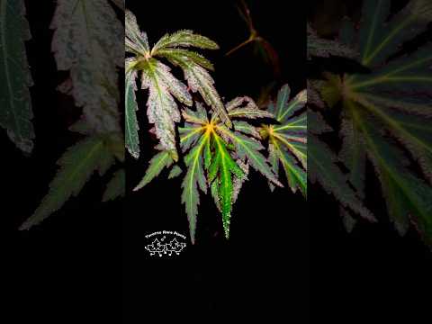 🌿Begonia scorpiuroloba