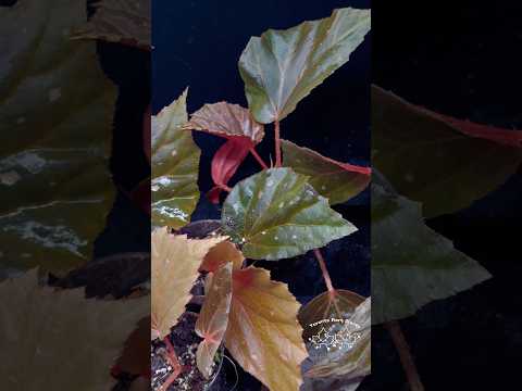 🌿Begonia ’Black Bat‘