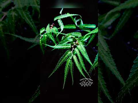 🌿New Begonia pteridiformis