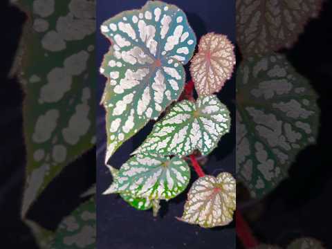 👸Begonia ‘Elizabeth Lahn’