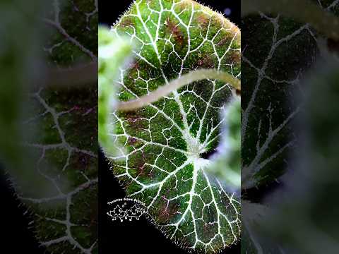 ⚡ Begonia fulgurata