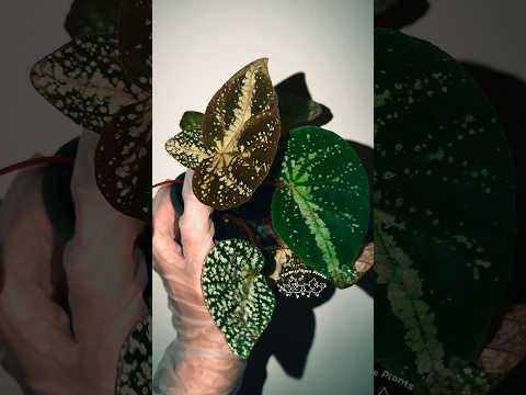 🌿Begonia semiparietalis
