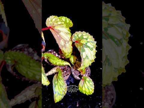 🌿 Begonia sp. Kapuas Hulu (U679)